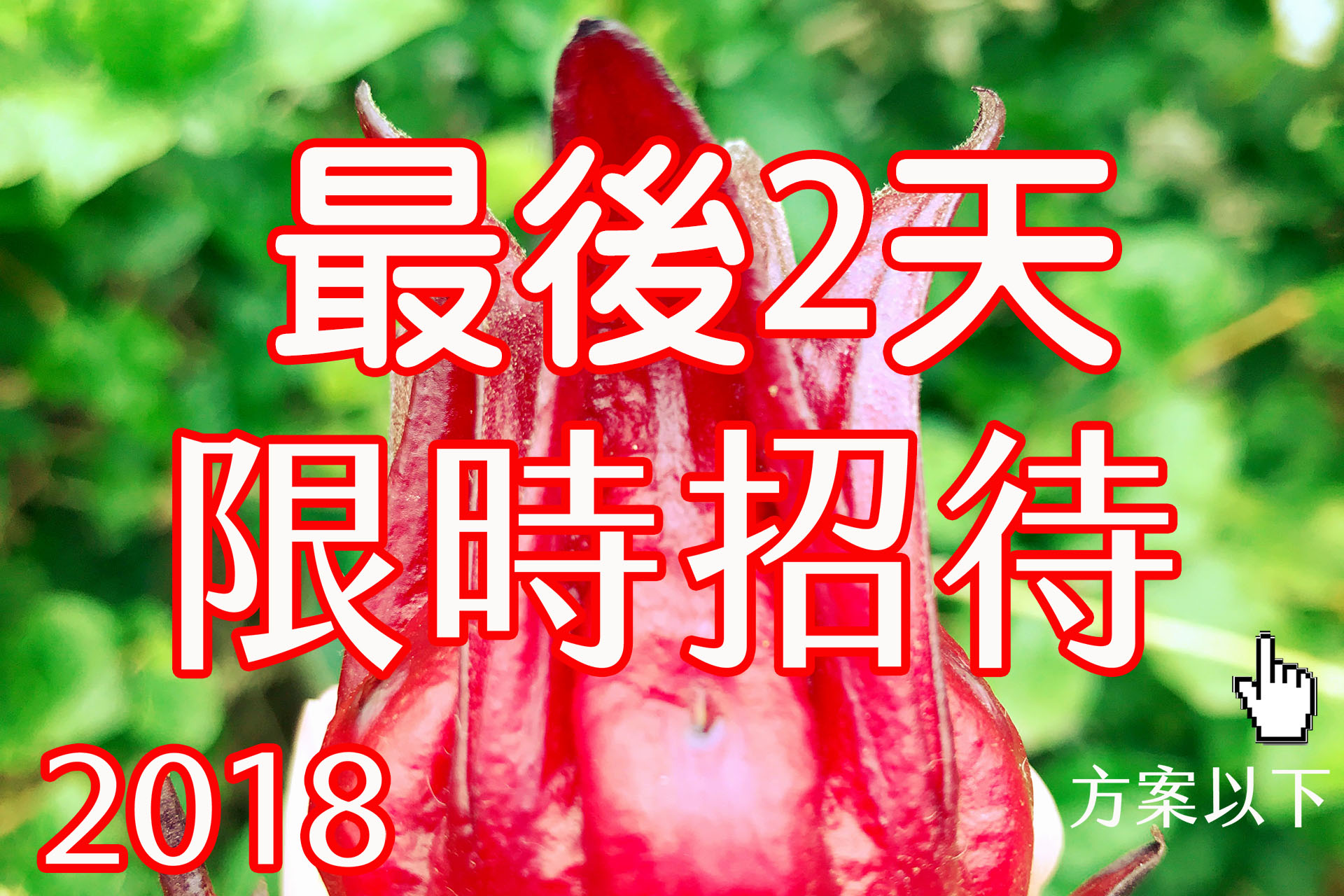 【HOT 最後2天】2018 益生堂。凡吉力漢方回甘洛神花，當季酸甘洛神花朵湯汁可泡茶，益生堂獨家限量呈獻，第二批800杯春冬限時招待～！！！